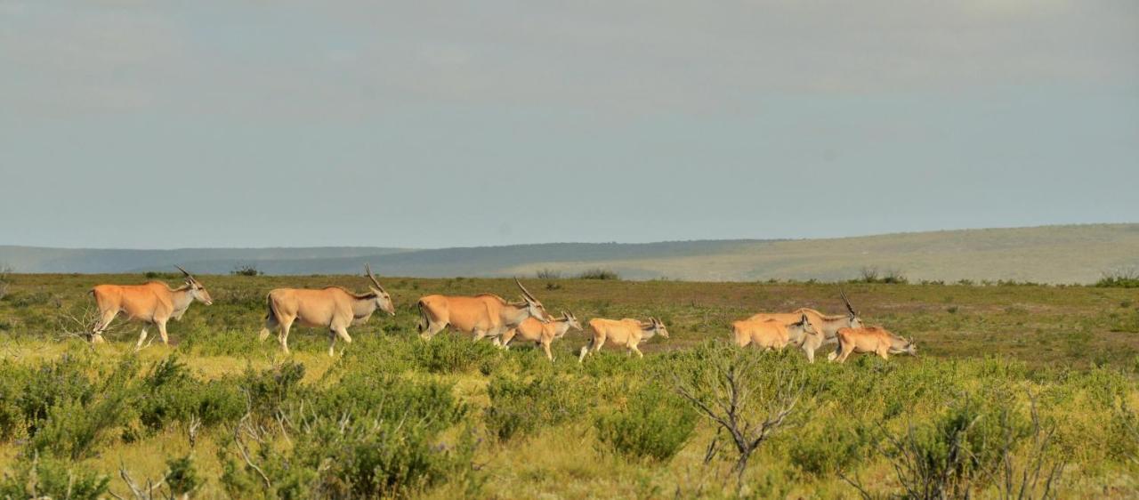 De Hoop Collection - Equipped Cottages De Hoop Nature Reserve Εξωτερικό φωτογραφία